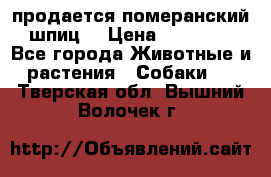 продается померанский шпиц  › Цена ­ 35 000 - Все города Животные и растения » Собаки   . Тверская обл.,Вышний Волочек г.